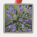 Search for lavender ornaments Delicate