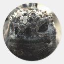 Search for herpetology stickers Lizard