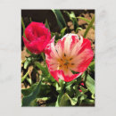 Recherche de tulipe blanche cartes postales Printemps
