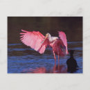 Recherche de cormoran cartes postales Faune