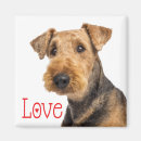 Recherche de airedales magnets Chiot