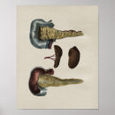 Search for duodenum posters Anatomy