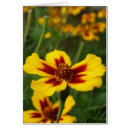Search for marigold flower cards Garden