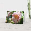 Recherche de camélia blanc cartes postales Rose