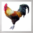Recherche de animaux de basse cour posters Volaille