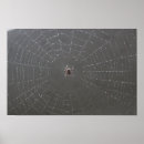 Search for spider webs posters Spiders