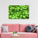 Search for creeper art Plant