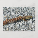 Search for lizards postcards Nature