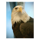 Search for flying eagle art Patriotic
