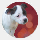 Search for bull terrier stickers Pet