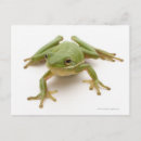 Recherche de grenouille verte cartes postales Horizontal
