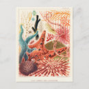 Search for echinoderms postcards Vintage