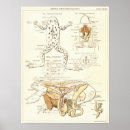 Search for vintage frog art Biology