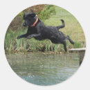 Search for black labs stickers Dogs