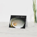 Recherche de zantedeschia Amour
