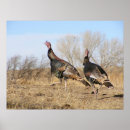 Recherche de thanksgiving turkey posters Turkeys