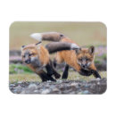 Recherche de fox magnete Bébé renard