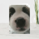 Recherche de saint bernard cards Commune