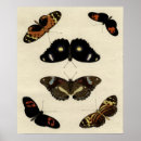 Recherche de chenille posters Crème