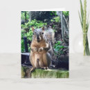 Search for funny squirrel cards Humour