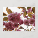 Search for malus postcards Flowers