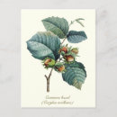 Recherche de noisettes cartes postales Élégant
