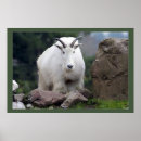 Search for cascade mountain posters Photography
