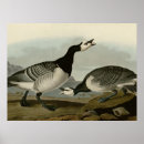 Search for barnacle Geese