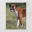 Recherche de pam cartes postales Rouge et blanc