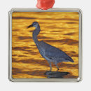 Search for st petersburg florida ornaments Sunset