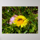 Recherche de taraxacum posters Fleur