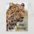 Search for leopard vertical postcards Zoo