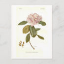 Recherche de rhododendron cartes postales Vintage