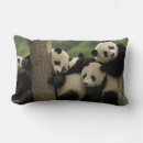 Search for giant panda pillows Asia