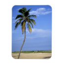 Search for destin florida magnets Palm tree