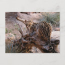 Search for ocelot postcards Nature