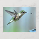 Recherche de écologique cartes postales Faune