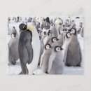 Search for fun penguins postcards Cute