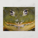 Recherche de ornata David northcott