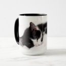 Search for sleeping kitten mugs Photography