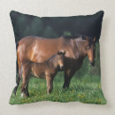 Recherche de pur sang coussins Poulain de jument