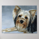 Search for yorkshire terrier posters Canine