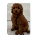 Recherche de goldene magnete Amour