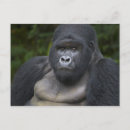 Search for silverback postcards Ape