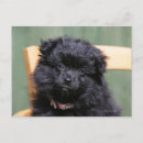 Search for spitz postcards Black