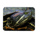 Search for testudines Vertebrate