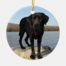 Search for black lab ornaments Labrador retriever