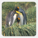 Search for two penguins stickers Nature