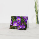 Search for crocuses cards Purple