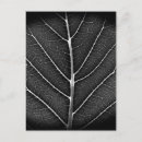 Search for leaf vein postcards Black and white